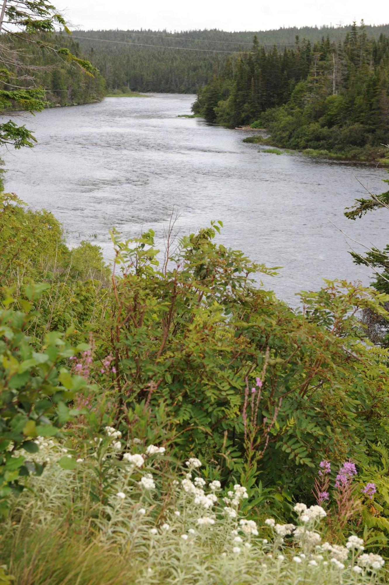 Riverside Chalets River of Ponds Exterior foto